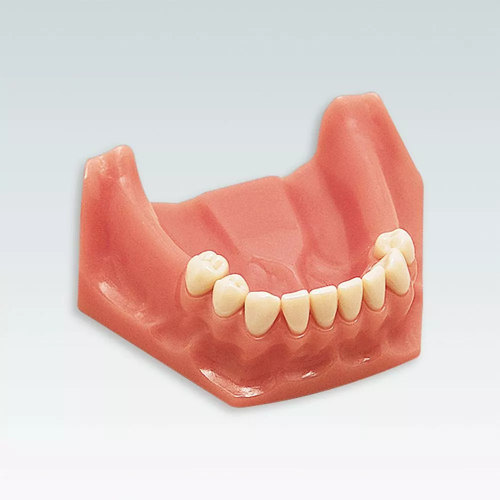 A-3 TUK 232 Стоматологическая модель нижней челюсти с частичным зубным рядом 4321 - 123