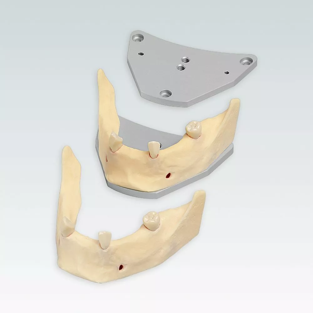 A-J F UKA Стоматологическая модель нижней челюсти для имплантации с монтажной пластиной