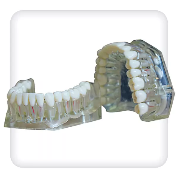 Модель верхней и нижней челюстей с 32 интактными зубами для эндодонтии