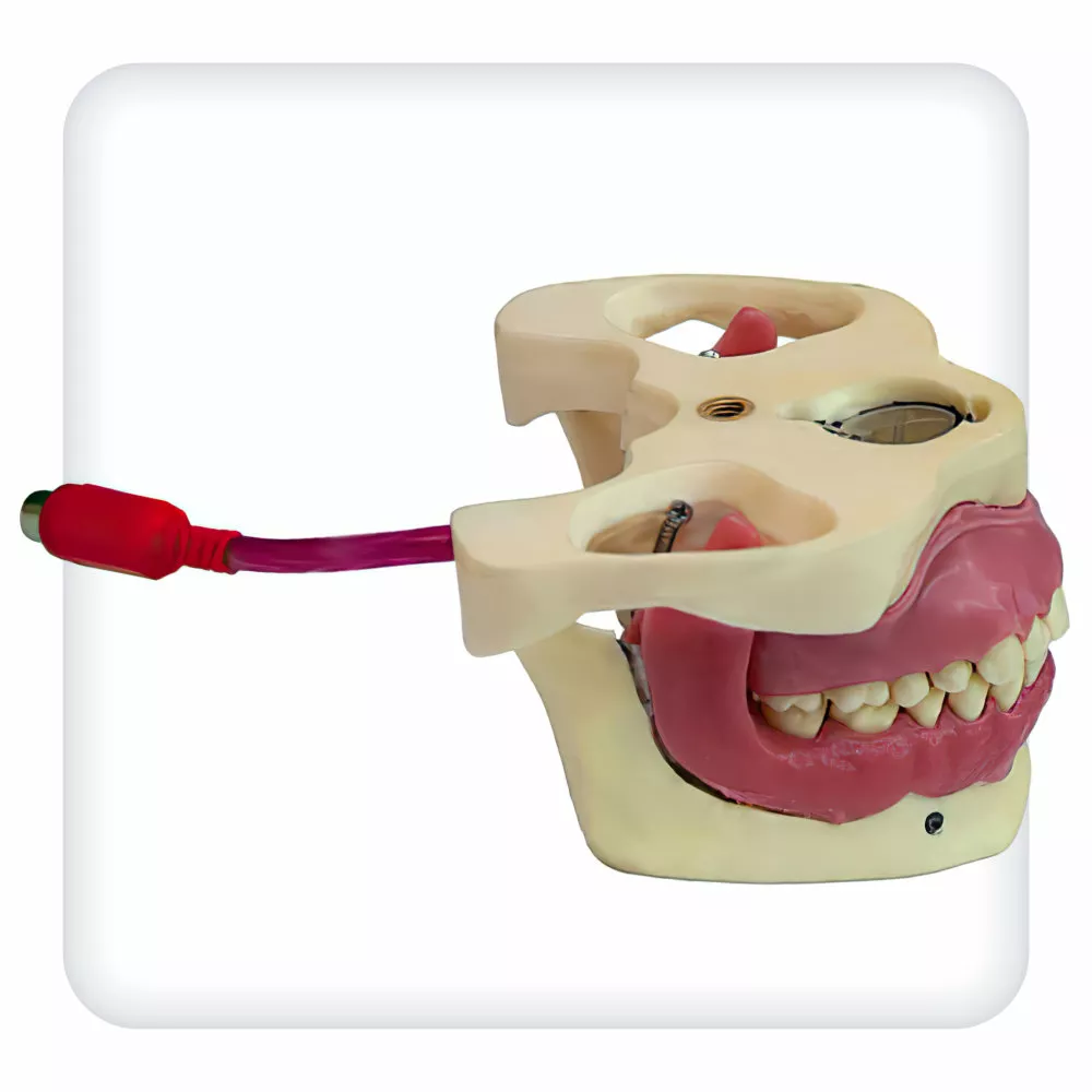 Модель верхней и нижней челюстей с 28 интактными зубами для проведения проводниковой анестезии