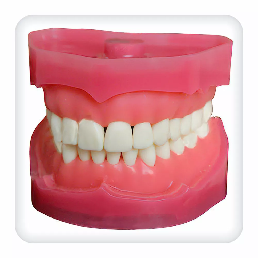Модель верхней и нижней челюстей с 28 зубами для проведения анестезии