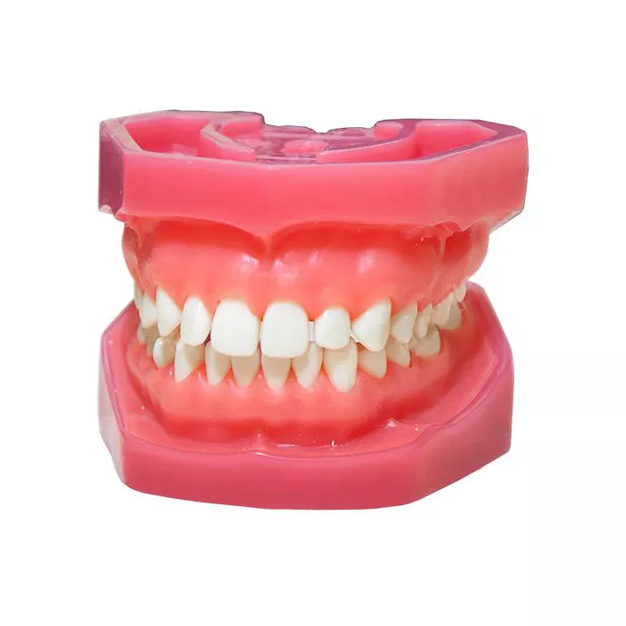 Десна купить спб. Денто-модель верхней и нижней челюсти. Модель челюсти (стоматологический учебный Фантом). Пластмассовая челюсть. Стоматологическая челюсть модель.