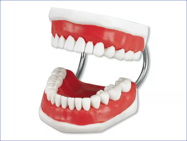 Toothbrushing Model - увеличенная демонстрационная модель с супер зубной щеткой