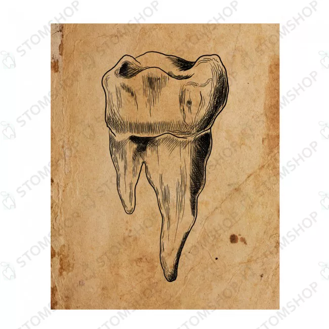 Иллюстрация на холсте Зуб, 60х30 см, прозрачный премоляр